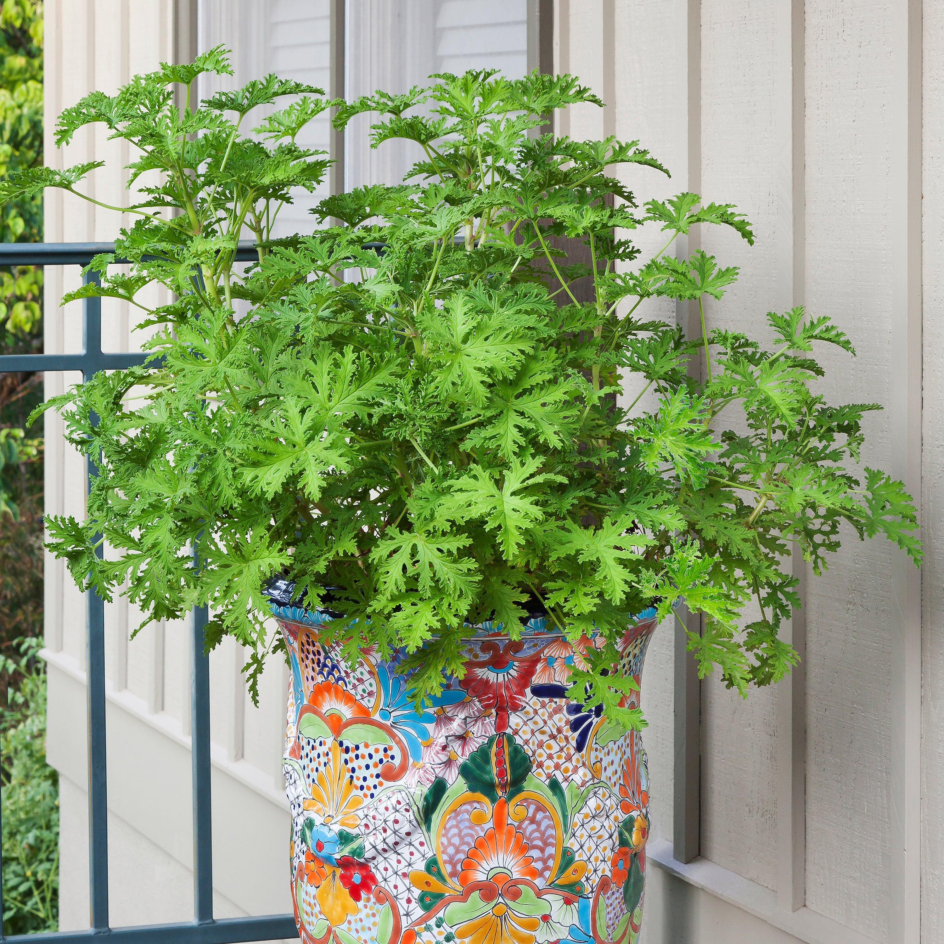 2.32 qt. Citronella Mosquito Plant