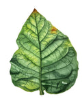 Tobacco Leaf Painting by Tetyana Hubska