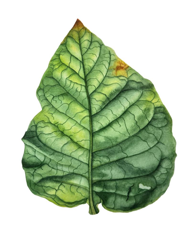 Tobacco Leaf Painting by Tetyana Hubska