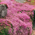 Thymus serpyllum rosa - Winterhart