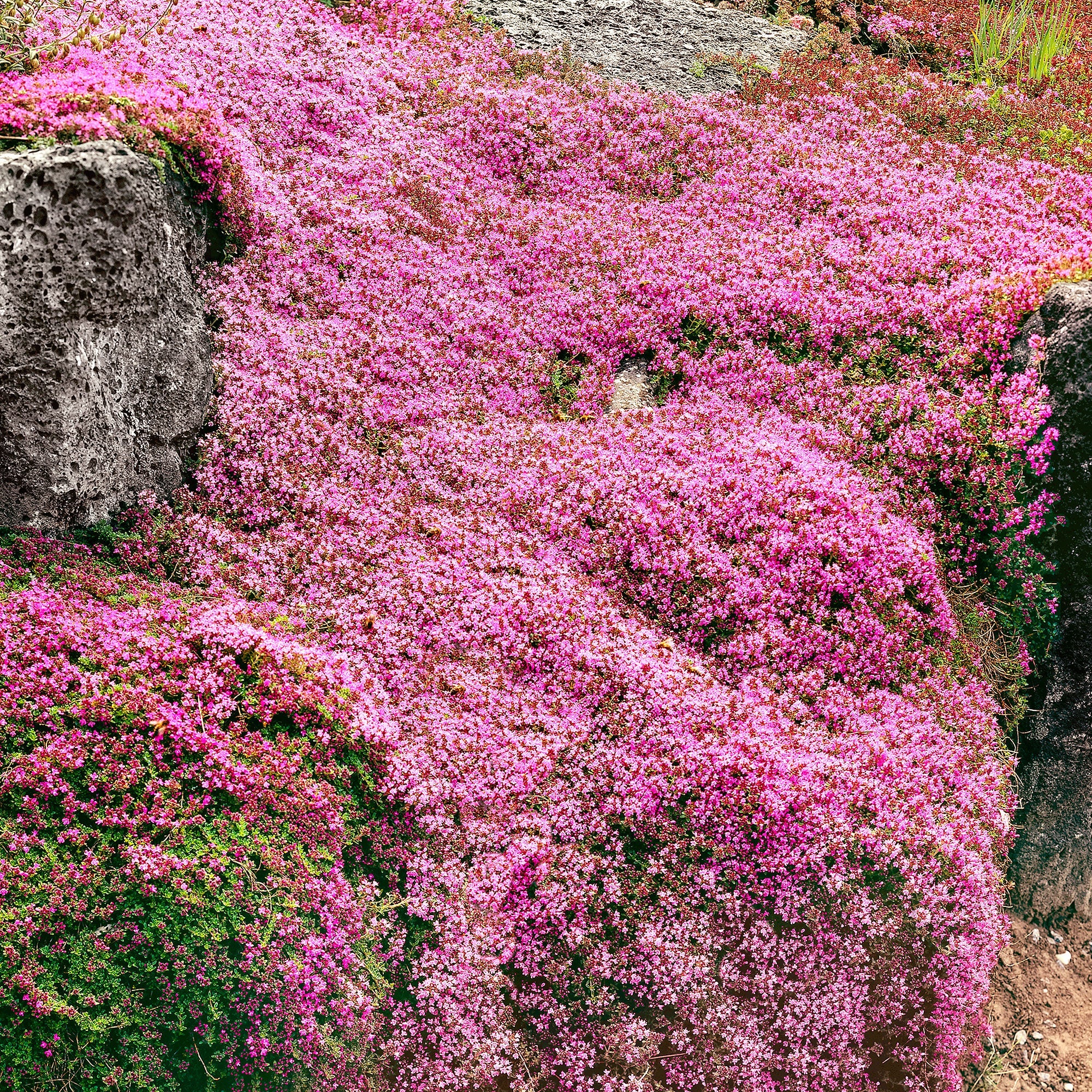 Thymus serpyllum rosa - Winterhart