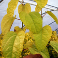 Cercidiphyllum japonicum 'Claim Jumper'