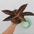 Aglaonema Red Sumatra Aglaonema Chocolate