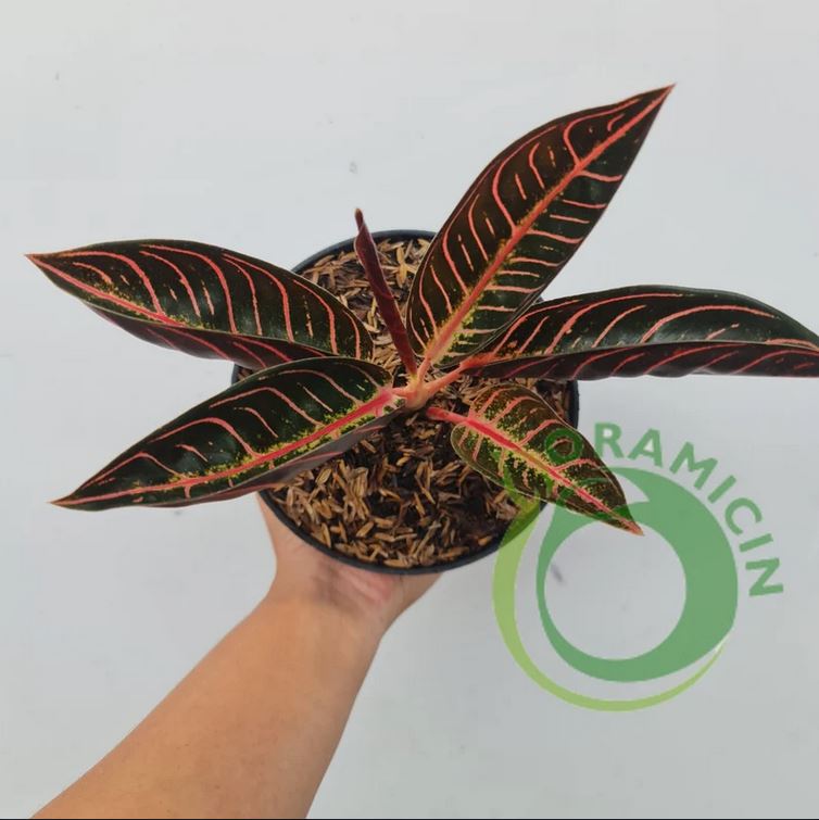 Aglaonema Red Sumatra Aglaonema Chocolate