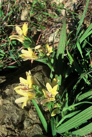 Babiana Odorata - Indigenous South African Bulb - 10 Seeds