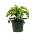 Dracaena, 6in, Lemon Lime