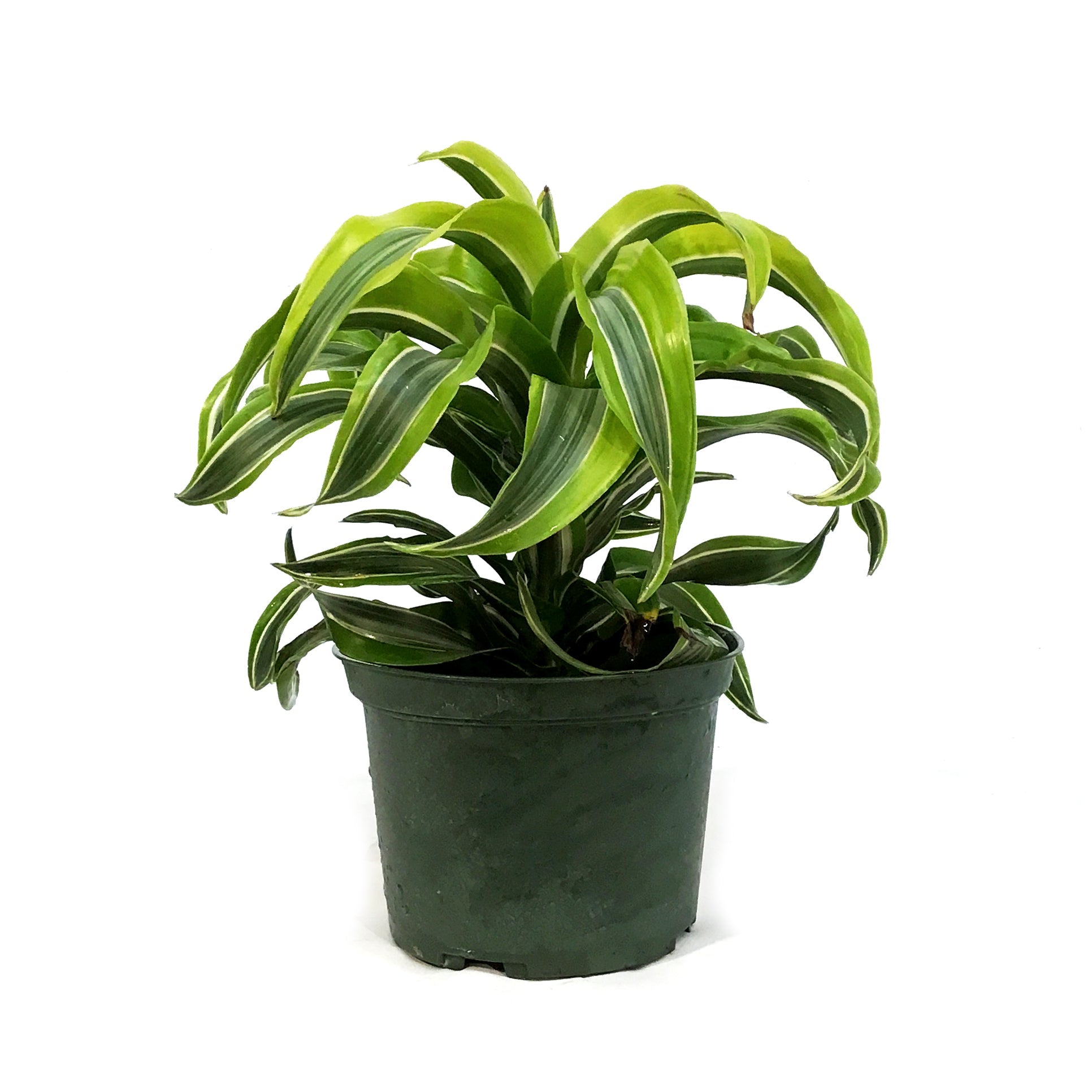 Dracaena, 6in, Lemon Lime