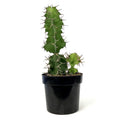 Cactus, 10in, Cow's Horn Euphorbia - Floral Acres Greenhouse & Garden Centre