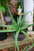 Aloe vera plants