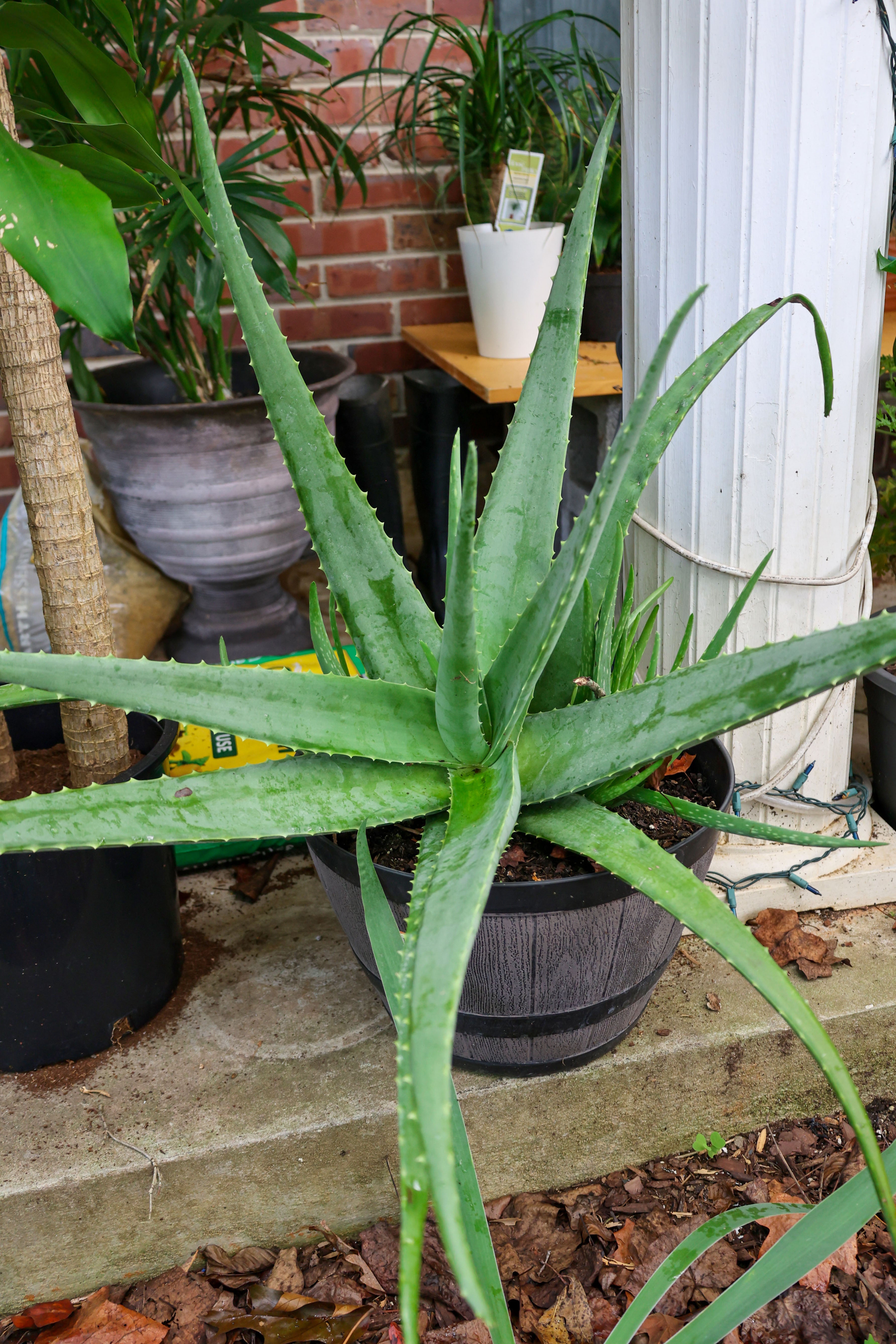 Aloe vera plants