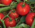 Bella Rosa Hybrid Tomato Seeds