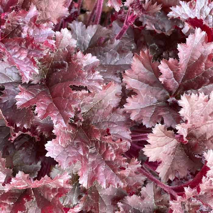 Heuchera 'Palace Purple' perennial plant pot grown foliage plant for shade and borders.