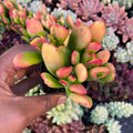 Crassula Sunset Hobbit Jade Succulent