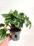 Peperomia Watermelon