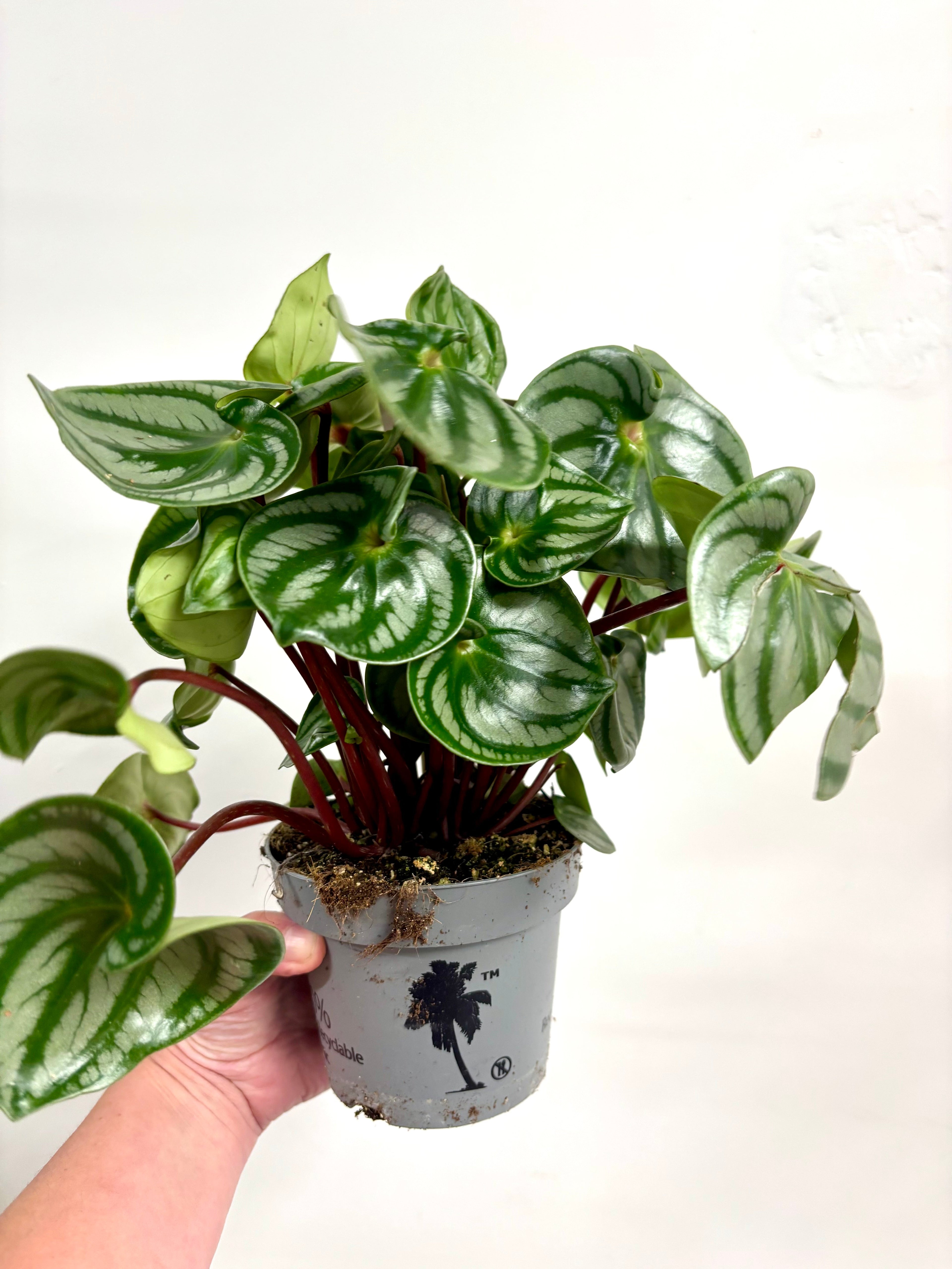 Peperomia Watermelon