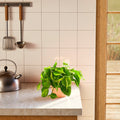 Philodendron Brasil (Philodendron hederaceum) in a terracotta pink eco pot with trailing variegated green and yellow heart-shaped leaves on a stone kitchen countertop beside a stainless steel kettle with cream tile backsplash and wood-framed window in the background