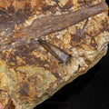 Tyrannosaurus rex tooth, Edmontosaurus Teeth, Tendons and Bones in Sandstone Matrix- Wyoming