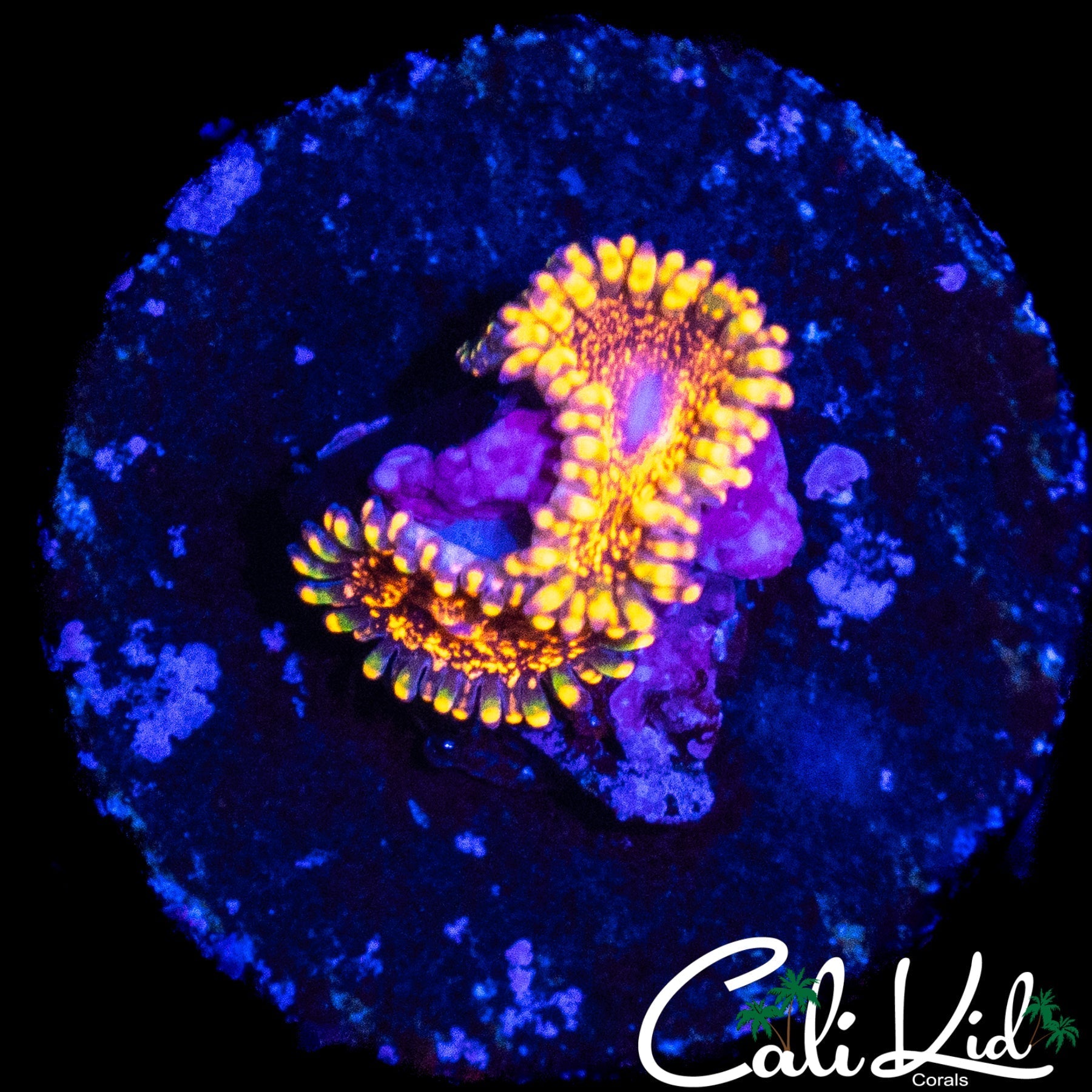 DAYGLO VOLCANO ZOA DOUBLE