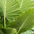 Upright Elephant Ears