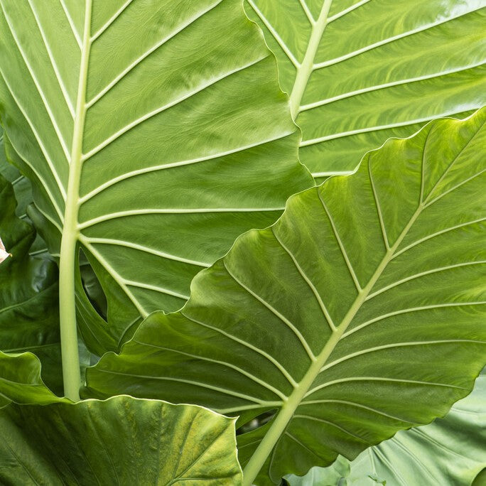 Upright Elephant Ears