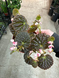 Begonia Ruby Dragon 4"