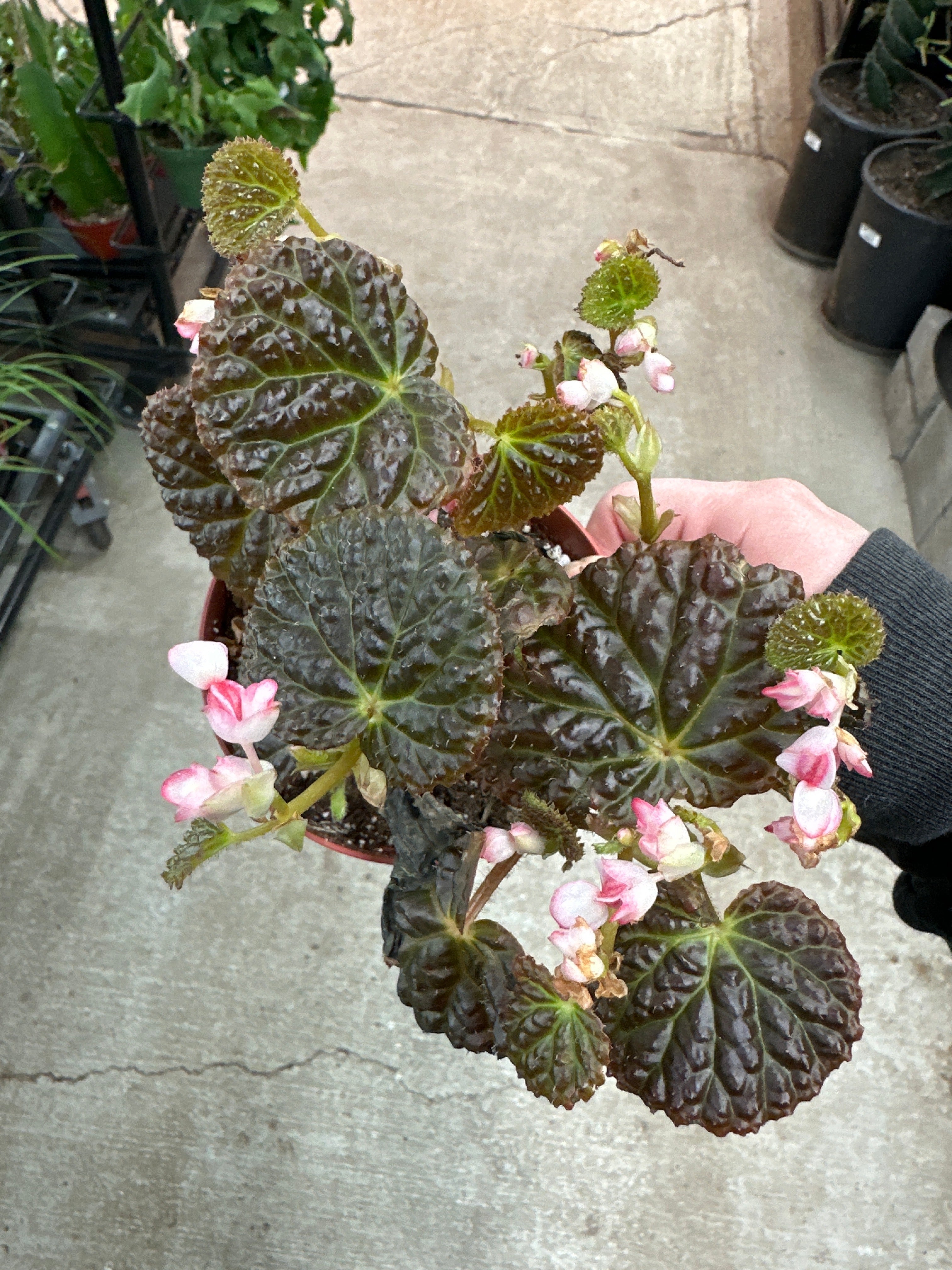 Begonia Ruby Dragon 4"