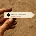 Printed plant label for Bellucia pentamera held by dirty hand with soil background