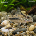 CW114 Sipaliwini Cory - Hoplisoma sipaliwini