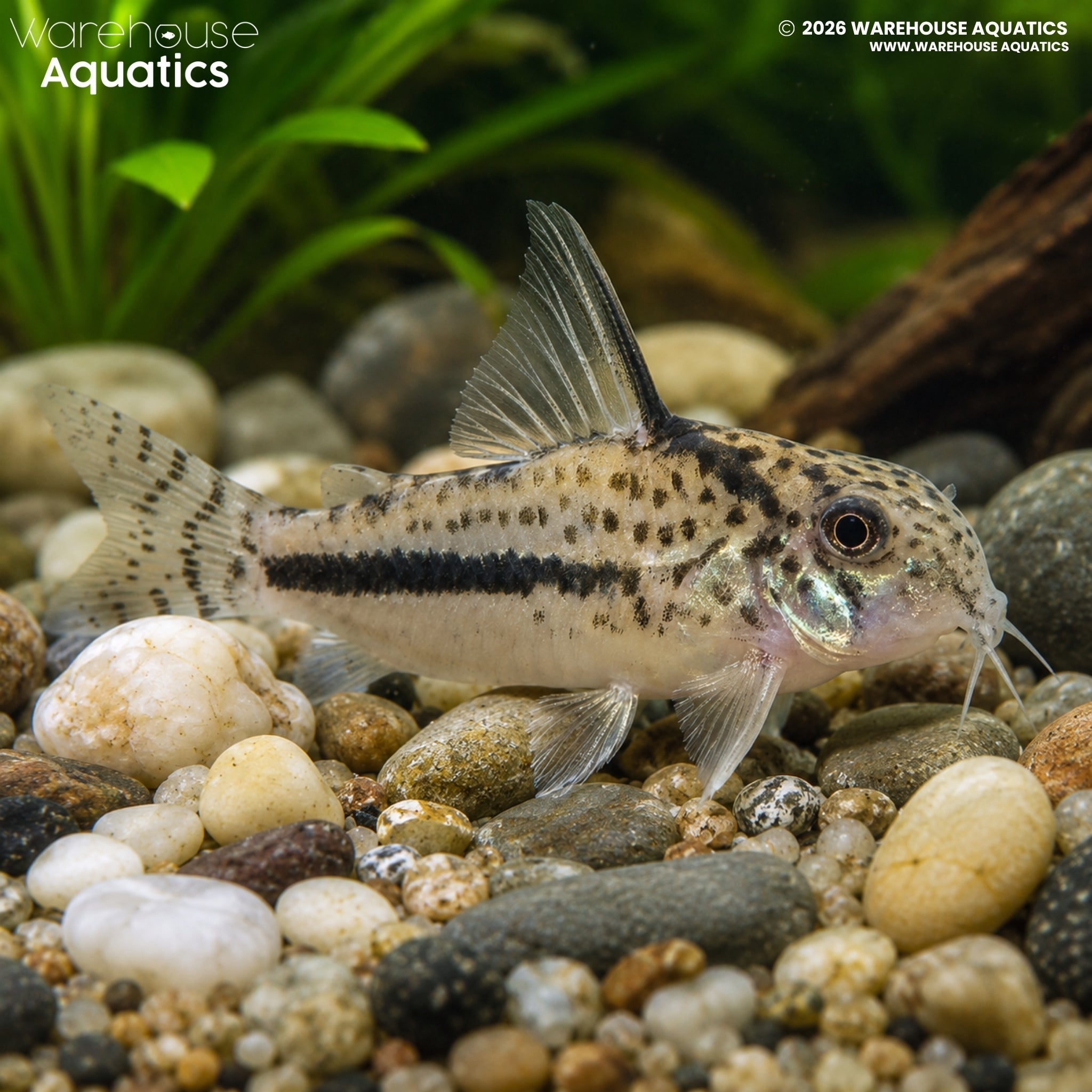 CW114 Sipaliwini Cory - Hoplisoma sipaliwini