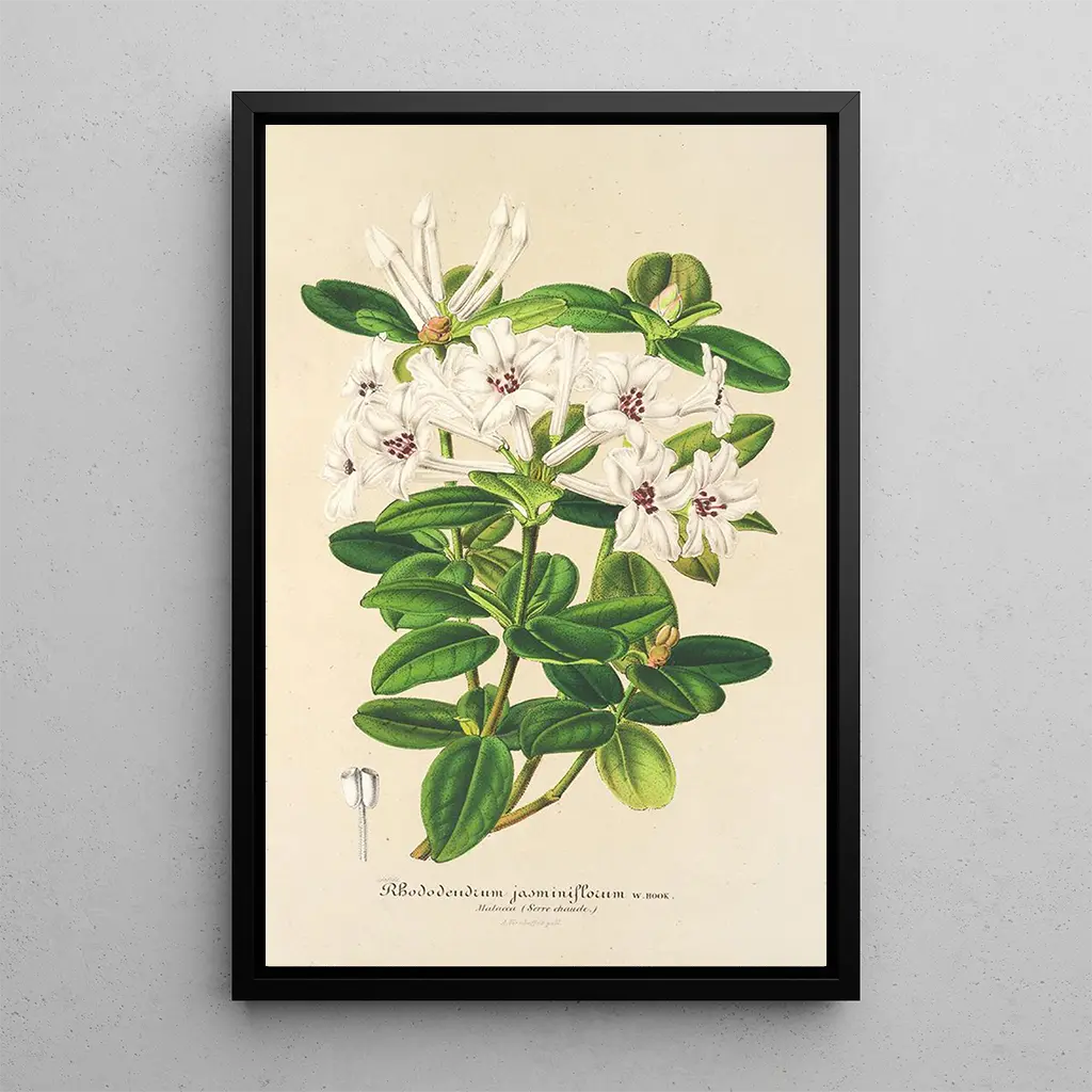 Charles Antoine Lemaire - Rhododendrum jasminiflorum.webp