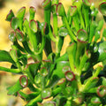 Close-up of Crassula ovata Gollum Jade succulent with green tubular leaves tipped in red, shown against a softly blurred background.