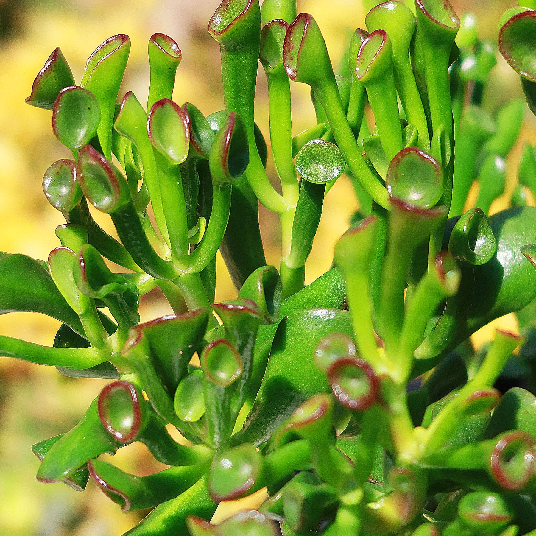 Close-up of Crassula ovata Gollum Jade succulent with green tubular leaves tipped in red, shown against a softly blurred background.