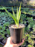 Dragon Tree - Dracaena draco