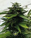 Bubba Kush Feminizada - Seed Hunters - Pack x 2