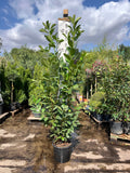 Cherry Laurel (Prunus Laur. Rotundifolia) 15 Litre 1.8-2M - IN STOCK NOW