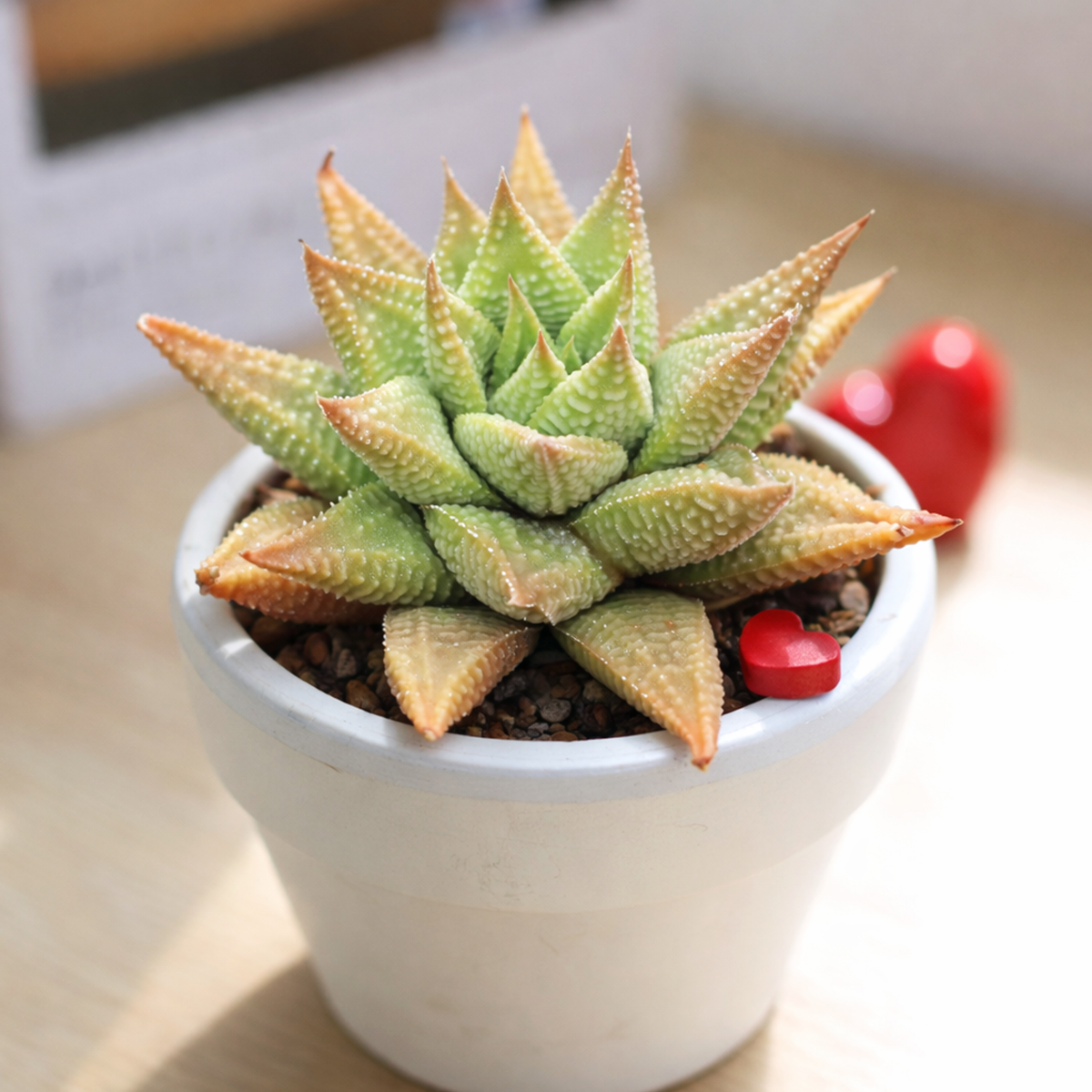 2 inch Haworthia Limifolia , green succulents, indoor succulents, succulent care guide, buy succulents online
