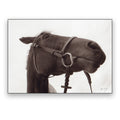 Hoiho Print