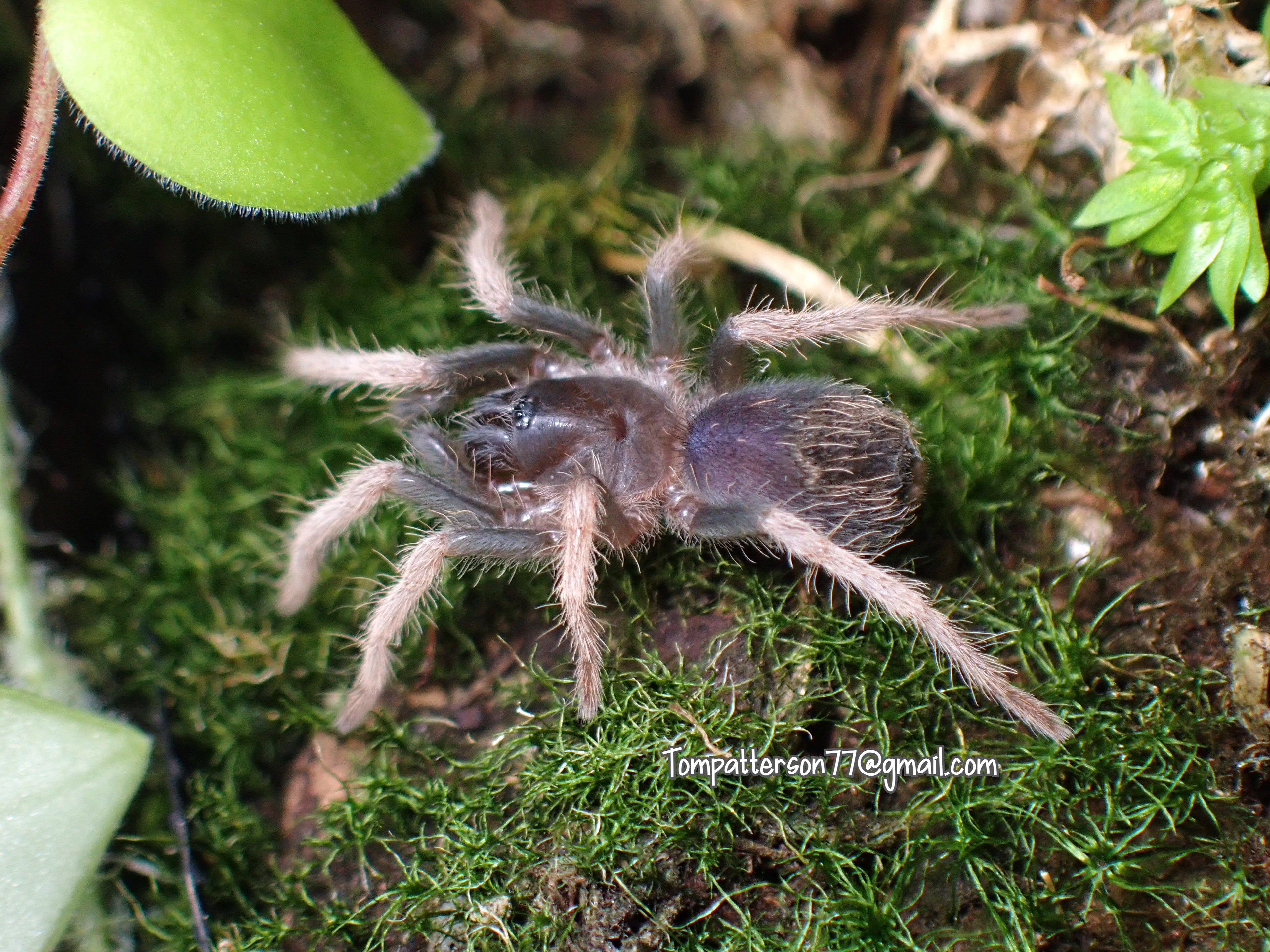 Trichopelma sp. “Orellana” 1/2”