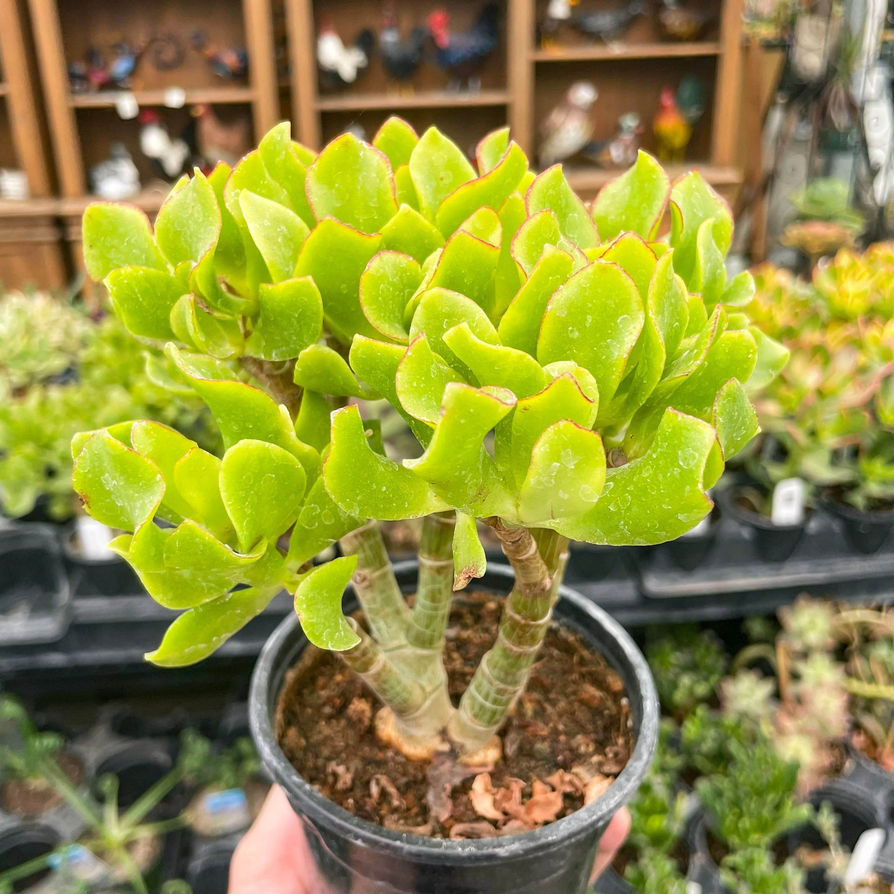 Crassula ovata undulatifolia (Ripple Jade)