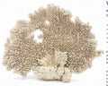 Natural White Branch Coral Sculpture