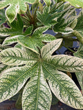 Fatsia japonica 'Spider's Web'