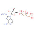 8-Azido-ATP