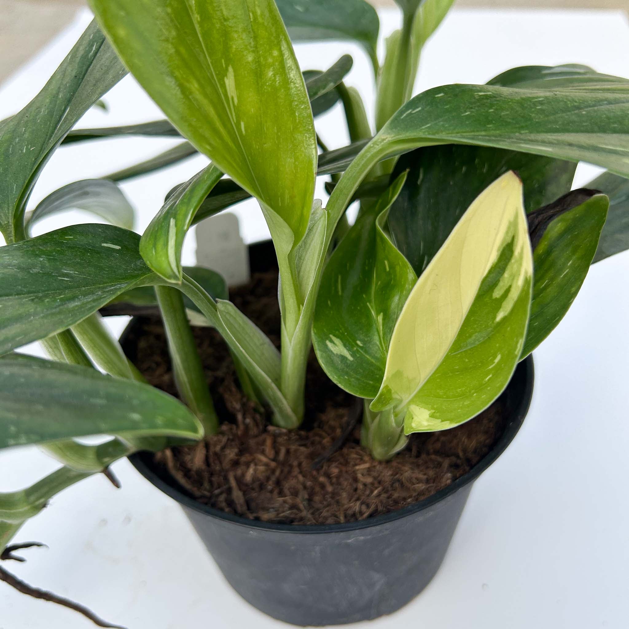 Monstera Cobra | Monstera Standeleyana Variegata