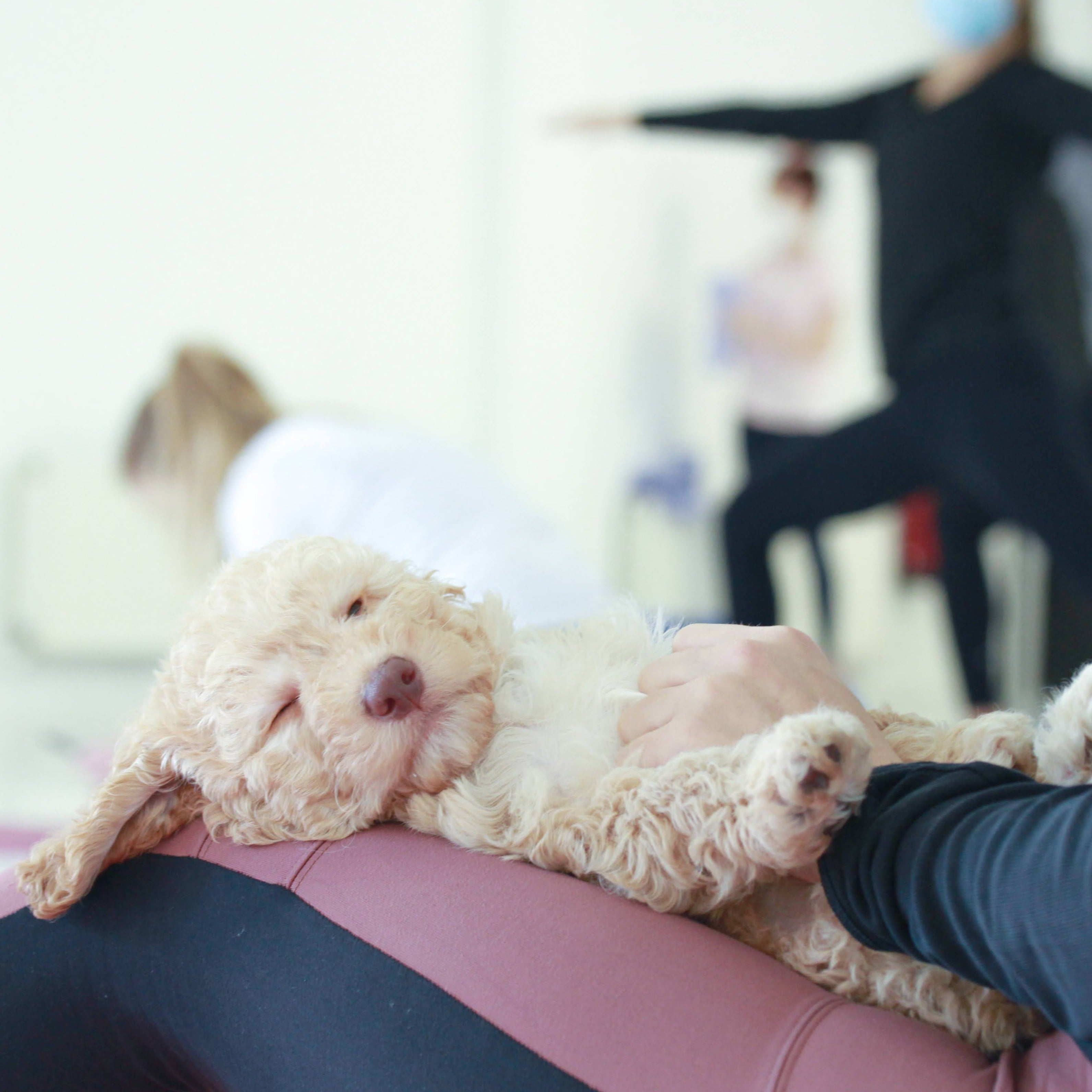 PUPPY YOGA LONDON - JUNE 13TH 2026 - ANGEL - BADUSHI JEGANATHAN