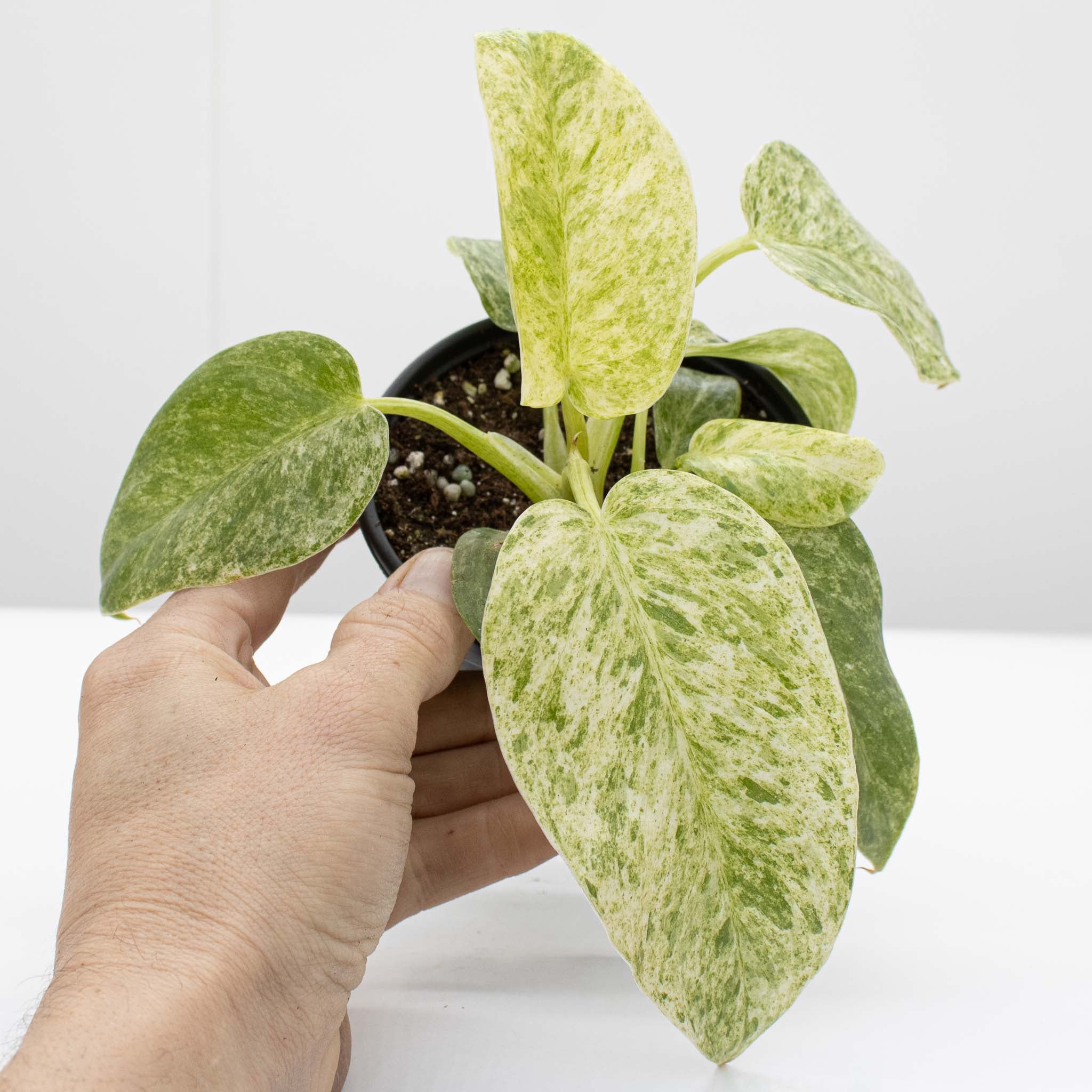 Philodendron Giganteum 'Blizzard'
