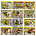 all the pokemon break cards Newest Pokemon TCG XY Break Card Golden Arcanine Ho-Oh Lugia Greninja Trevenant Rare Card Collection