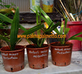 Sabal minor 'McCurtain' / 50-70 cm