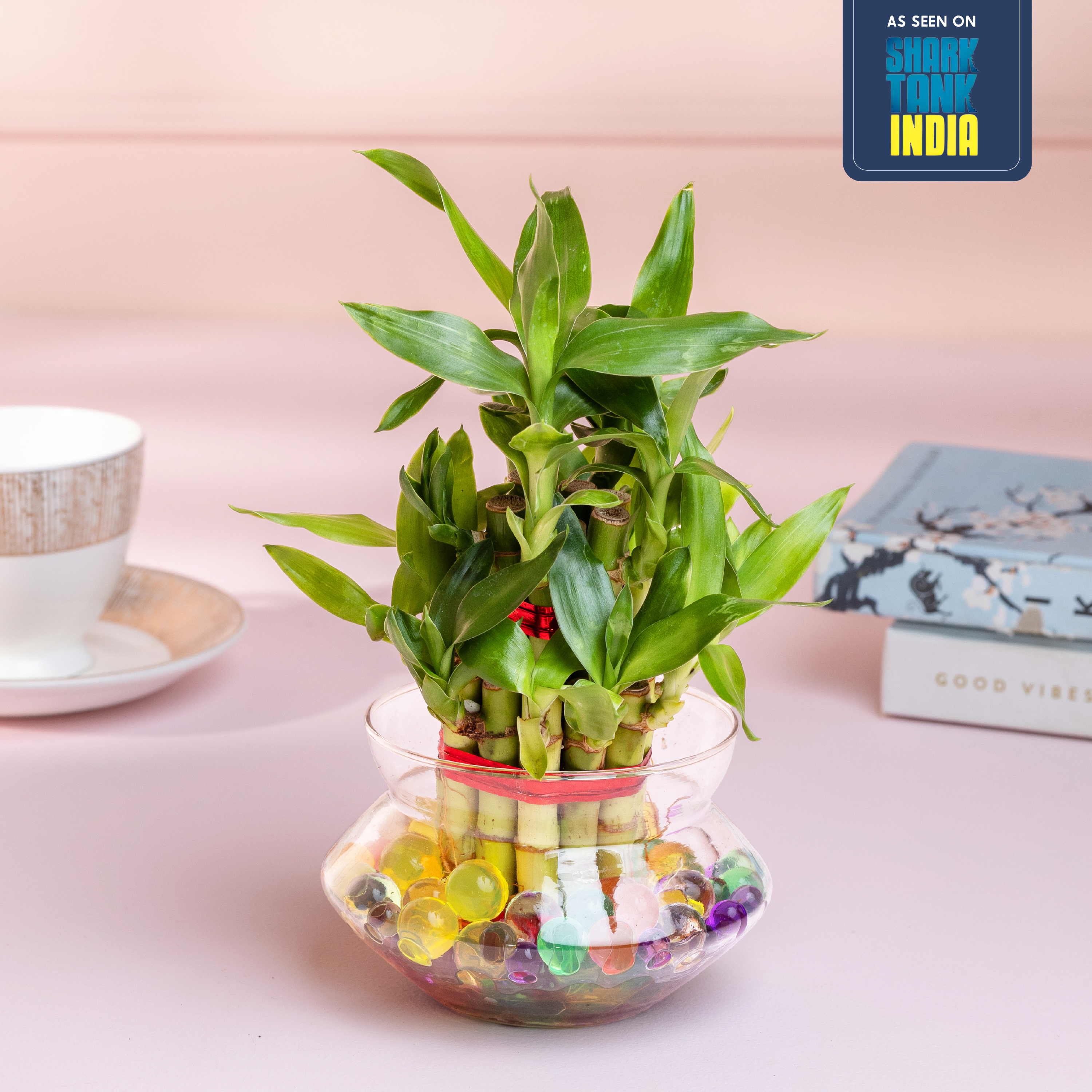 Lucky Bamboo Plant (2-Layer) in Glass Pot