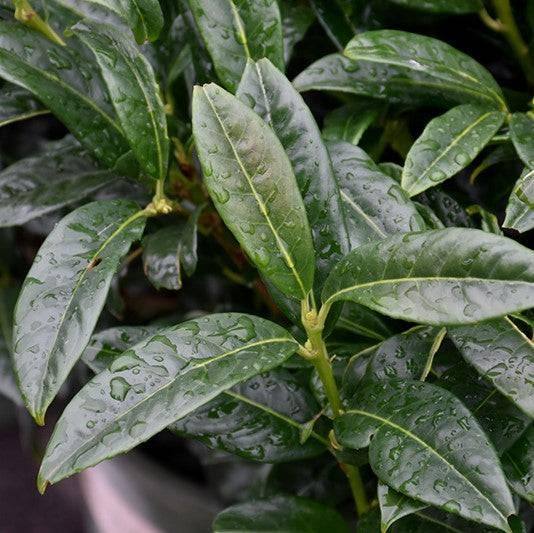Cherry Laurel - Chestnut Hill - 5 gallon - Hicks Nurseries
