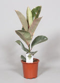 Gummibaum (Ficus Elastica Tineke) – 60 cm hohe dekorative Zimmerpflanze mit panaschierten Blättern.